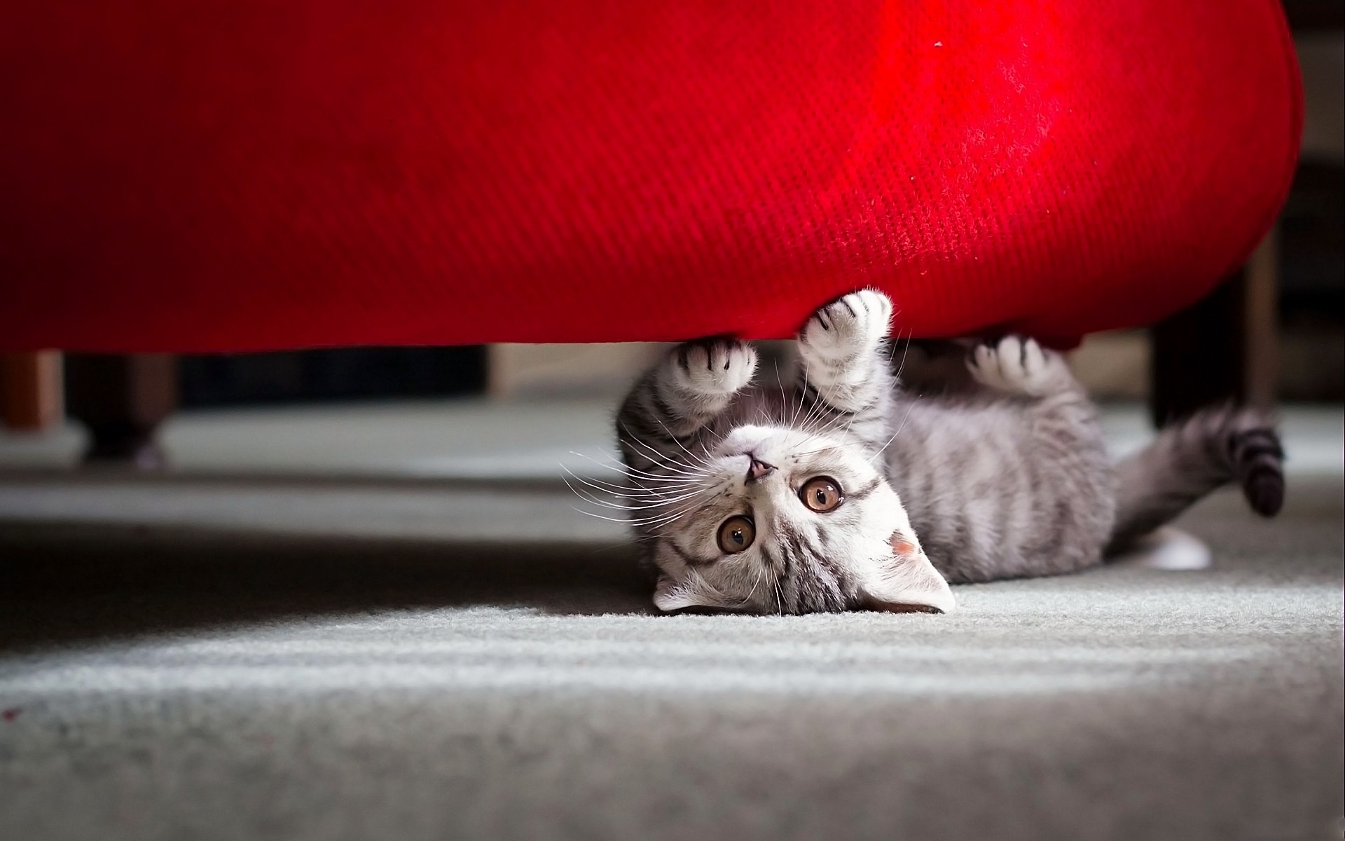 gatos gato doméstico retrato dentro de casa sofá dormir sozinho mamífero família fofa animal pele