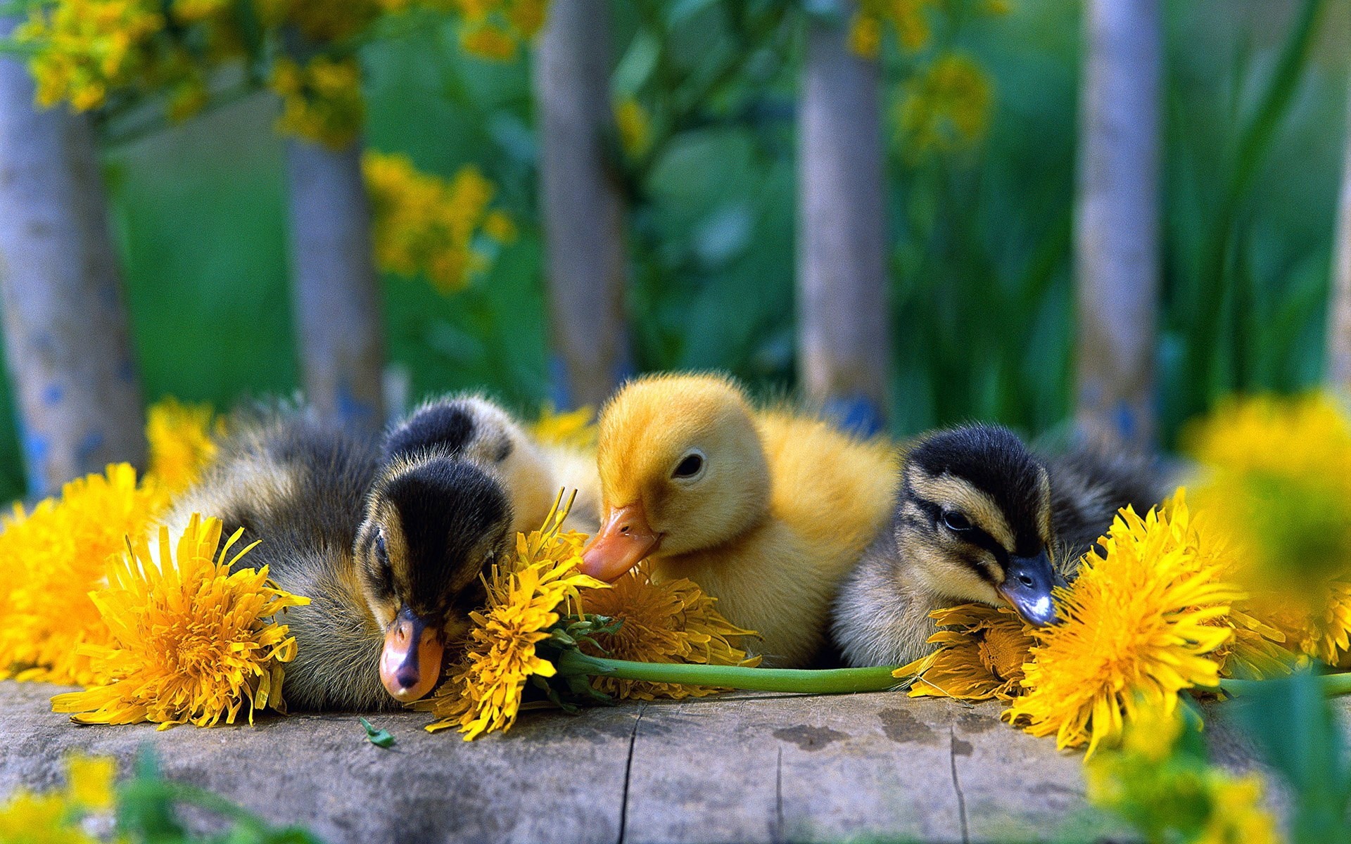 poussins nature oiseau dames fleur herbe pâques animal mignon à l extérieur couleur jardin enfant arrière-plan