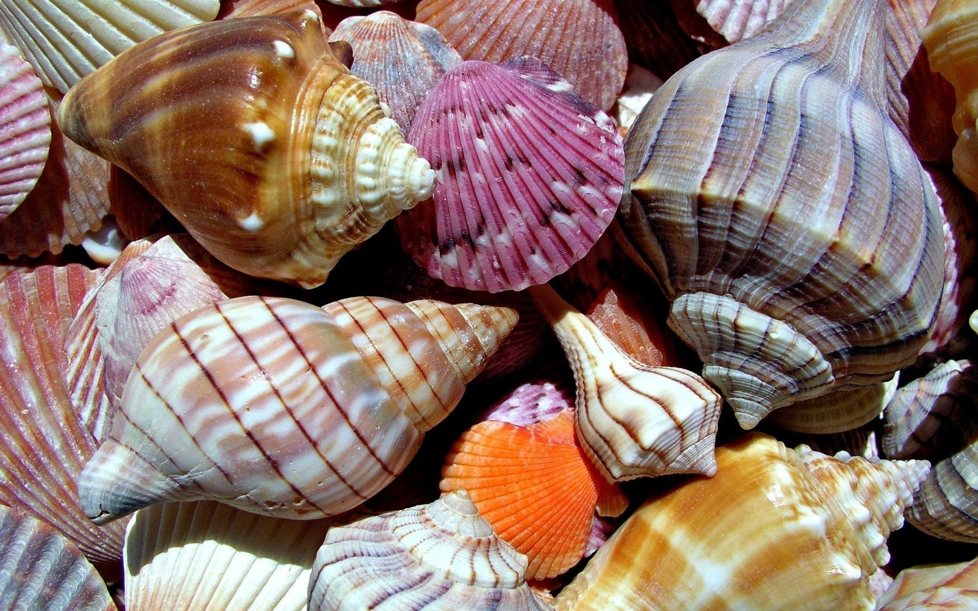 paesaggio conchiglie vongole conchiglia souvenir conch mare lumaca capesante mollusco burattino estate invertebrati natura tropicale collezione conchiglia mare mare spirale conchiglie sfondo