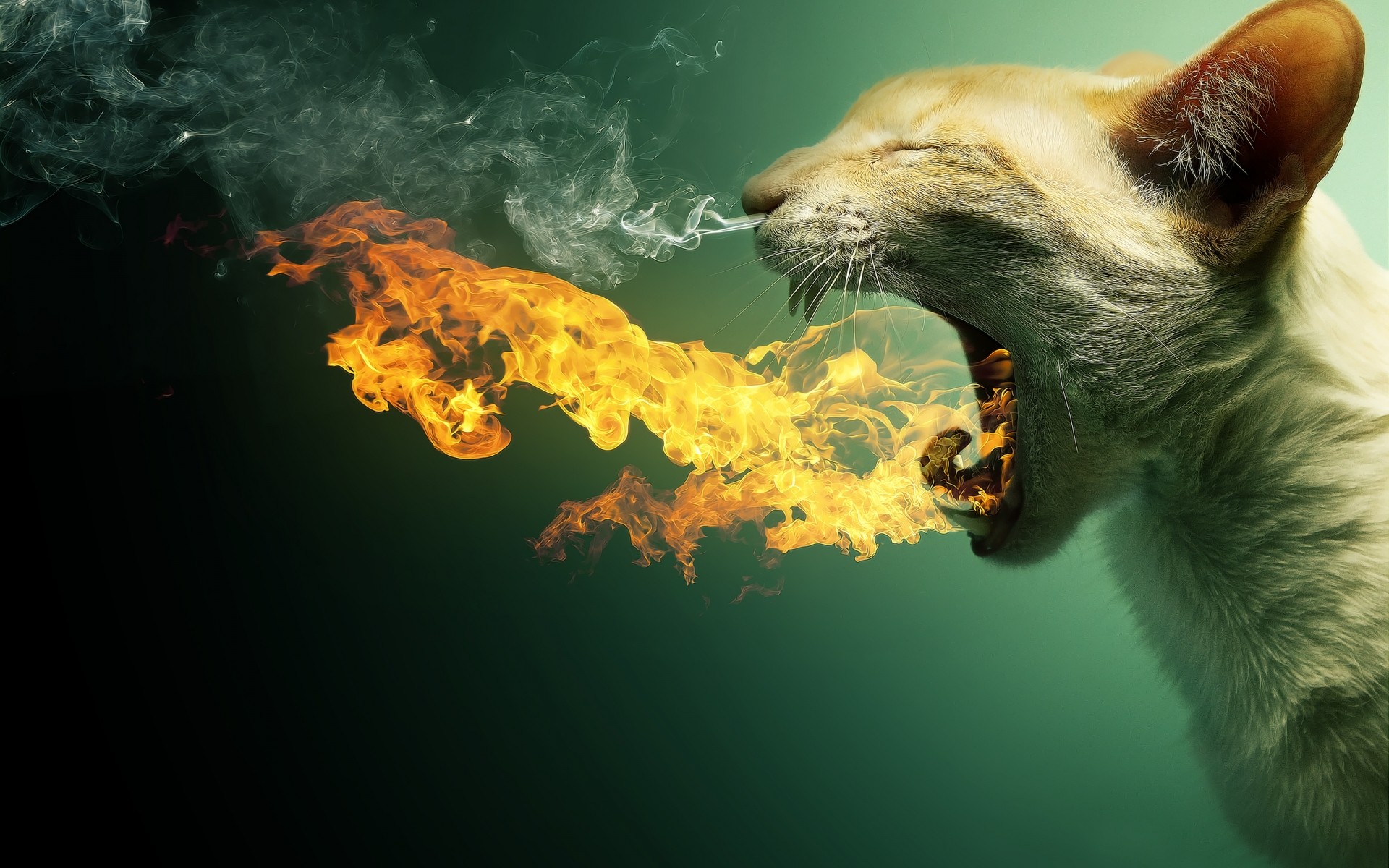 photo manipulation one mammal wildlife nature water underwater portrait fire smoke background art design