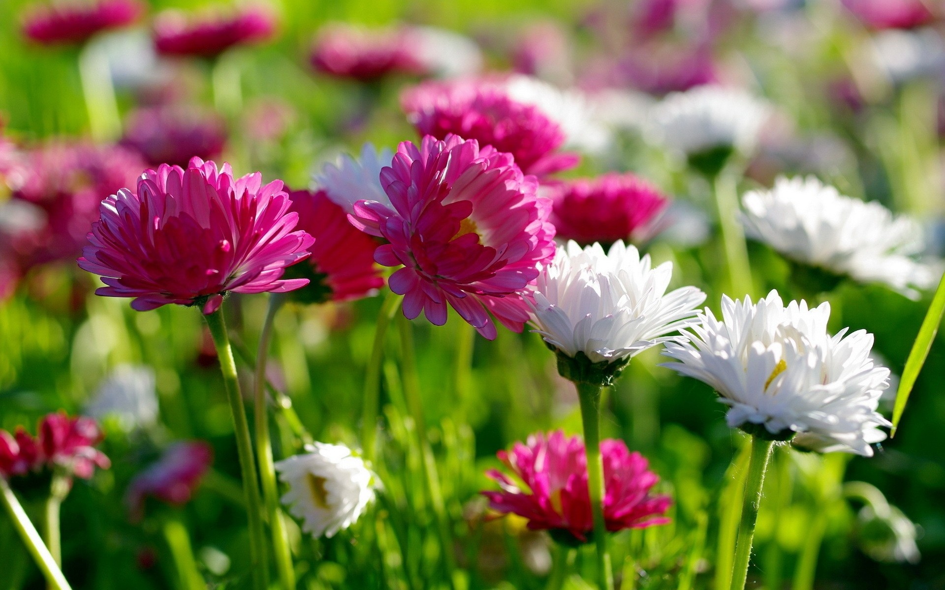 flowers flower nature summer flora garden blooming petal floral leaf field growth bright hayfield color grass season fair weather head pink white landscape background