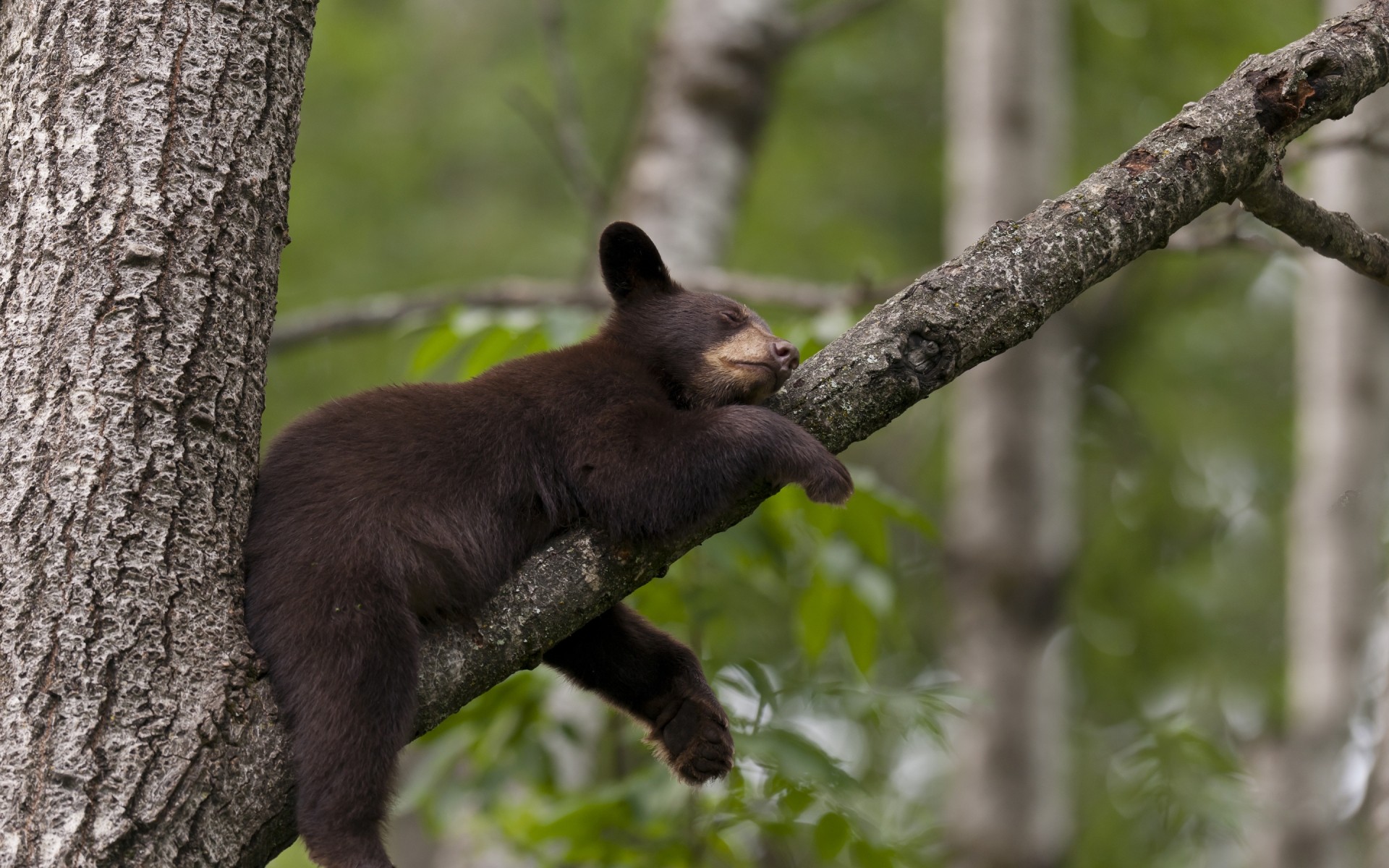 animali fauna selvatica mammifero legno legno all aperto natura orso