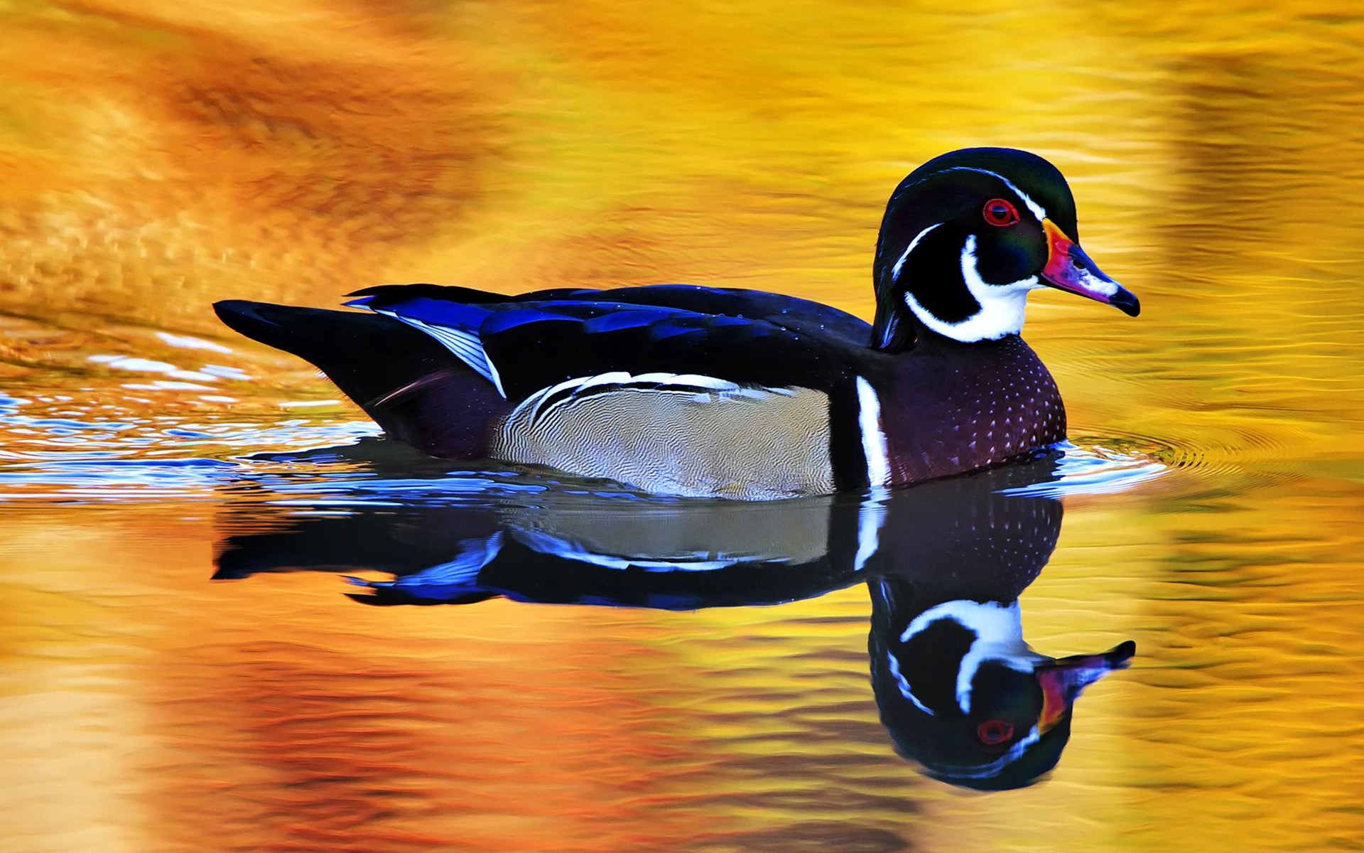 pato pássaro vida selvagem água natureza natação animal lago piscina reflexão água bico pato aves de capoeira