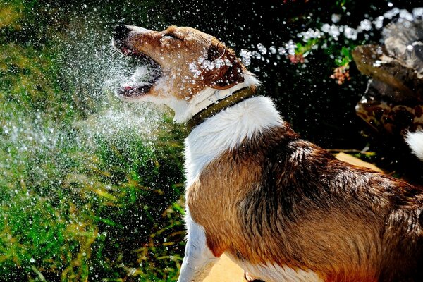 Hund spritzt in der Natur