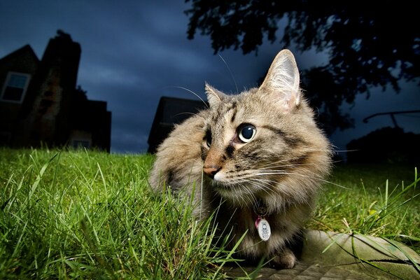 Gatto nella natura. Animale sull erba