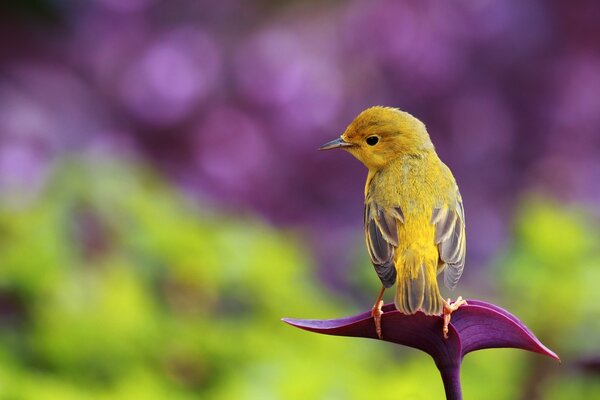 Ein Vogel, der auf einer Blume sitzt