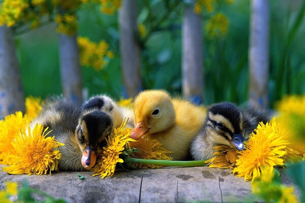 Vogel der Natur auf einer Blume