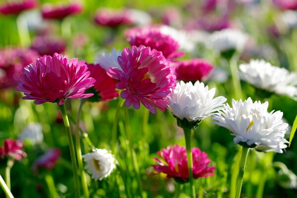 A mixture of white and pink asters