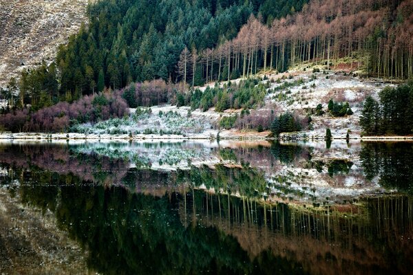 Forest landscape on the background of a crystal clear lake. Reflection in the water of forest pines