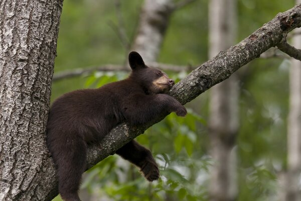 Pequeño oso durmiendo en un árbol