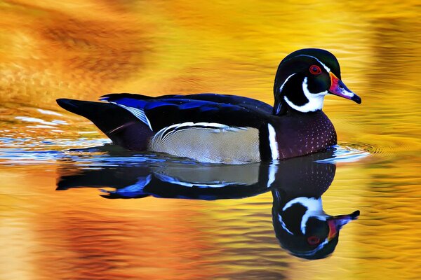 Hermoso pato en la naturaleza