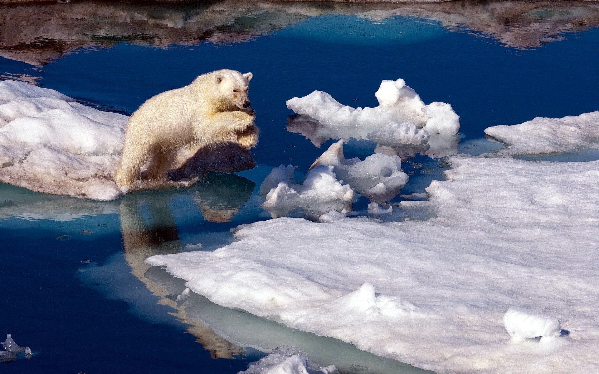 tiere schnee frostig winter eis wasser kälte im freien natur ozean tageslicht meer reisen bär polar