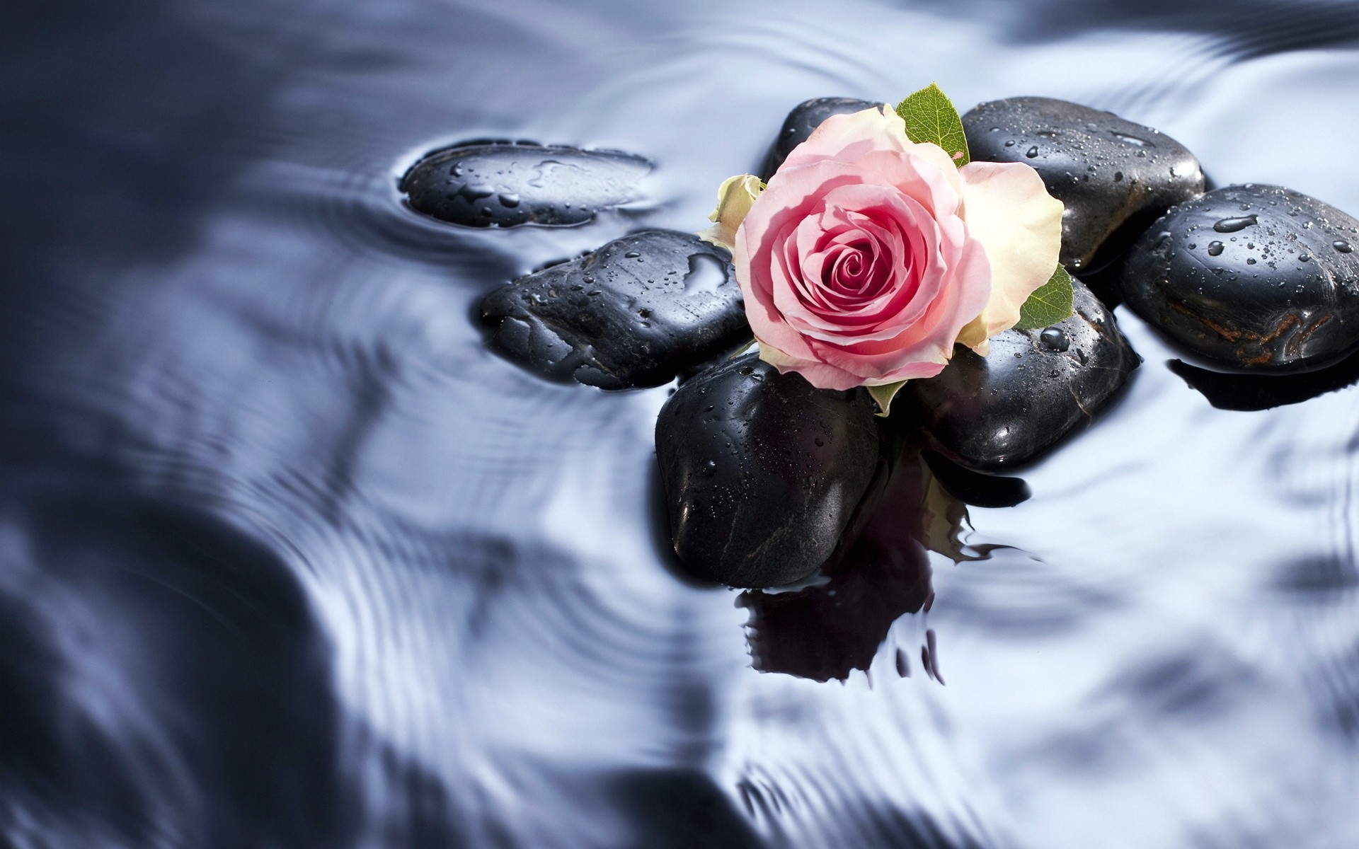 flowers nature water zen flower drop beautiful love wet reflection food summer rose meditation leaf desktop purity stones