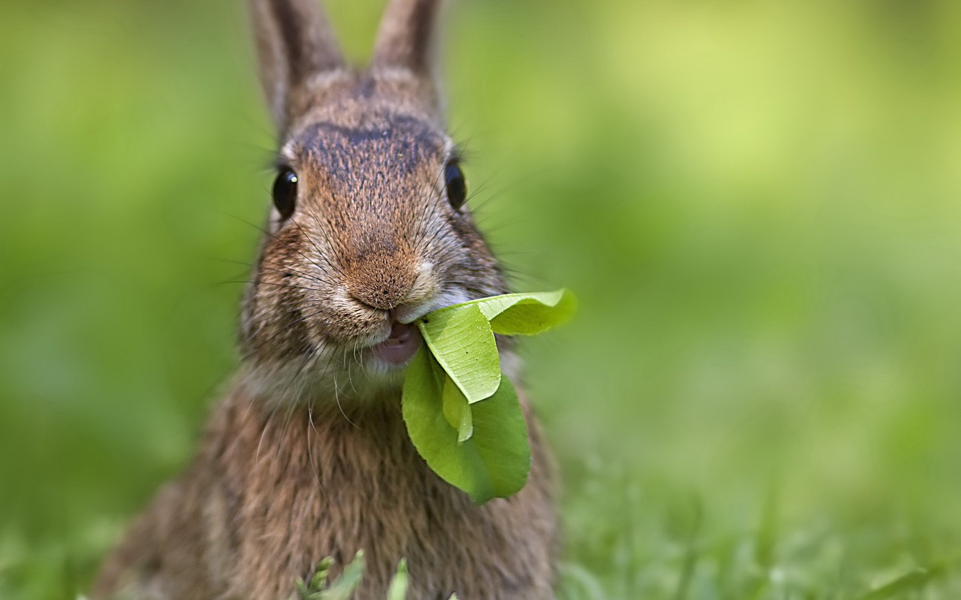 animali natura erba carino fauna selvatica piccolo animale mammifero all aperto osservazione giovane selvaggio coniglio