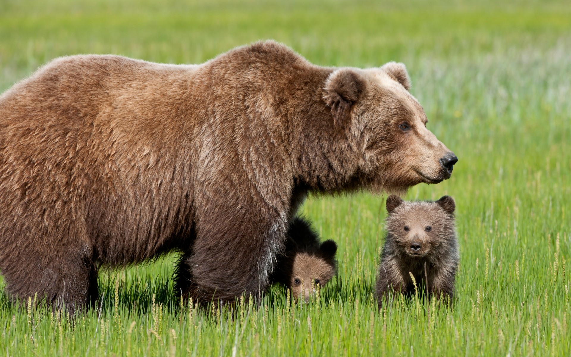 animaux mammifère la faune herbe à l extérieur foin nature animal sauvage grizzly fourrure louveteau ours oursons