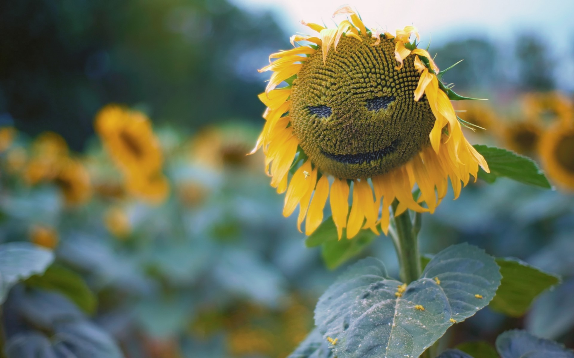 flores naturaleza hoja flora al aire libre jardín flor verano girasol brillante color campo fondo sonrisa