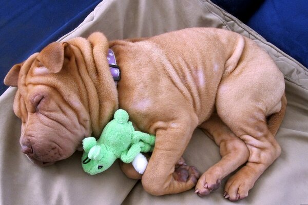 Sleeping dog with a soft toy