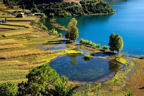 Alberi ed erba vicino all acqua