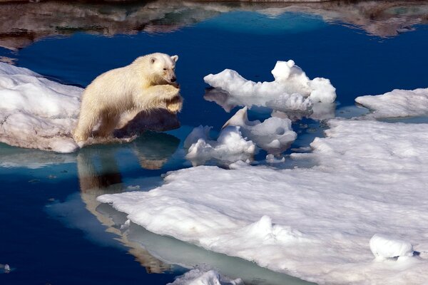 Polar bear jumping to another ice floe