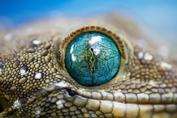 Reptilienblaue Augen Makroaufnahme