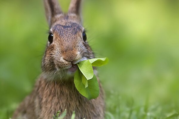 Lindo conejo comiendo hierba