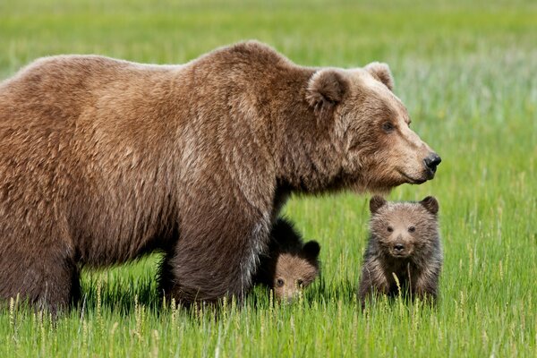 Bear Family Outdoor Walk