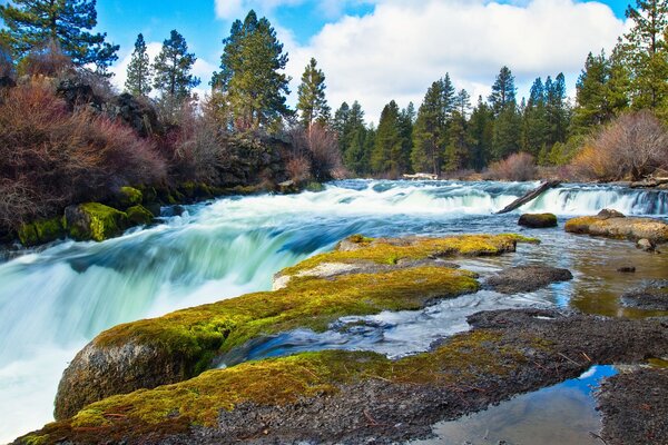 A green forest stretches across the river