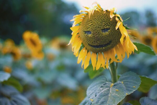 Sunflower in the form of a cheerful smile