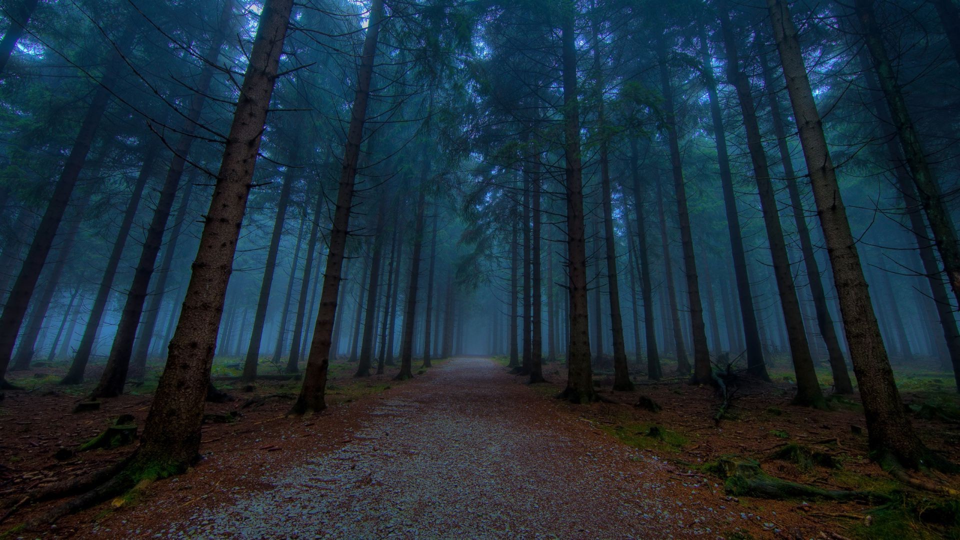 foresta albero legno paesaggio alba nebbia luce natura nebbia parco conifere ambiente sole ombra foglia bel tempo autunno mistero scenico evergreen