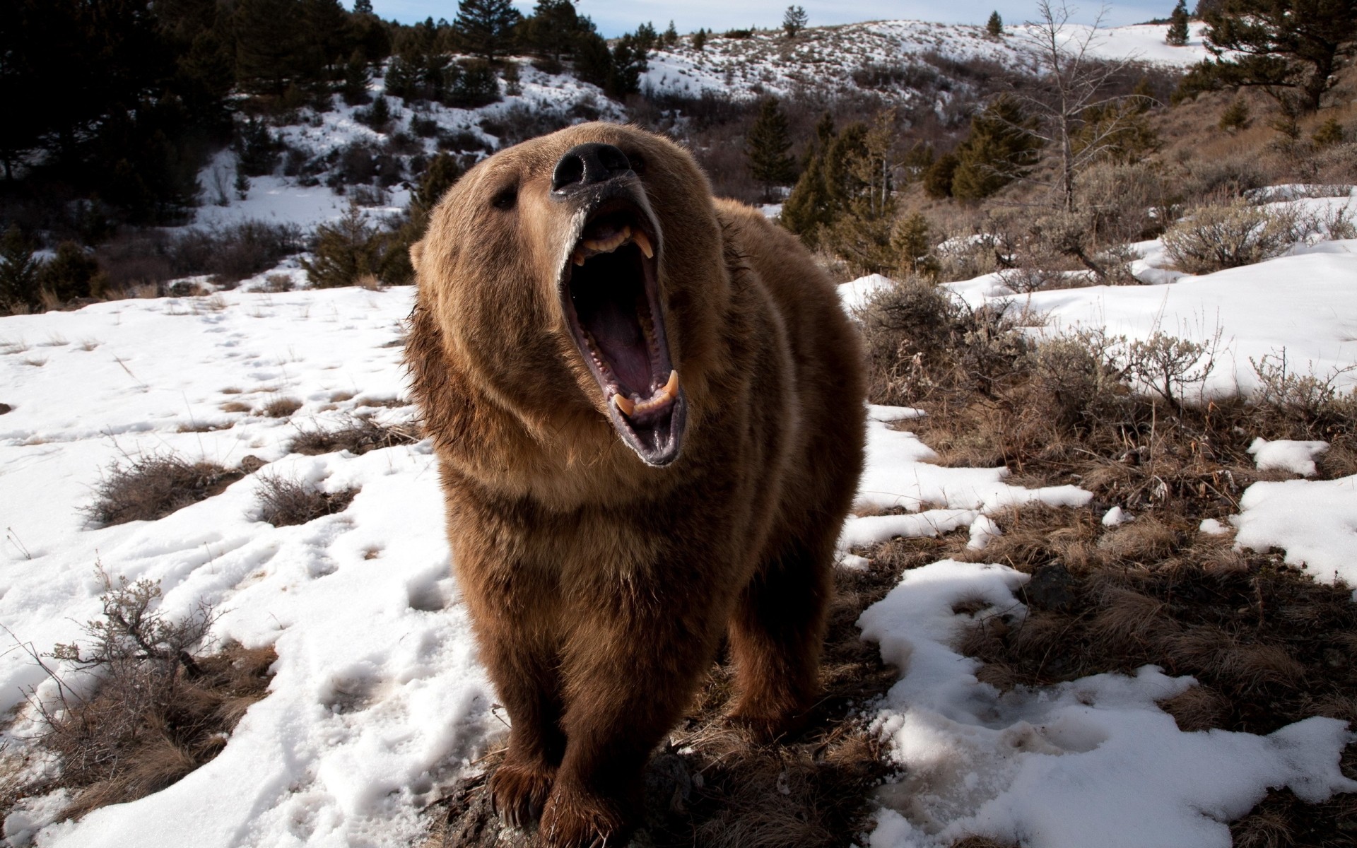 tiere schnee winter säugetier im freien kälte natur frostig tierwelt wasser bär grizzly