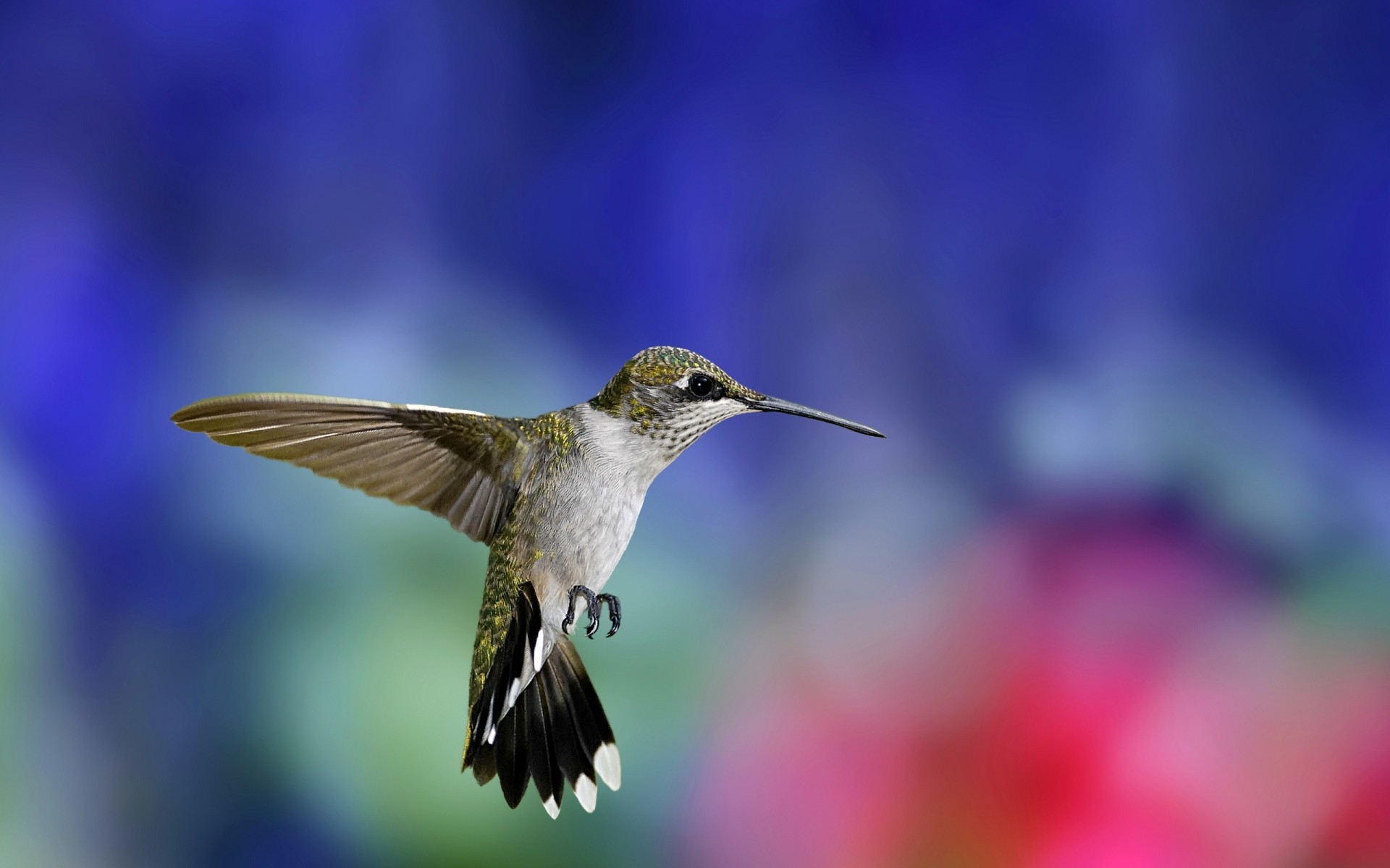 aves natureza borrão ao ar livre pássaro flor vida selvagem pequeno