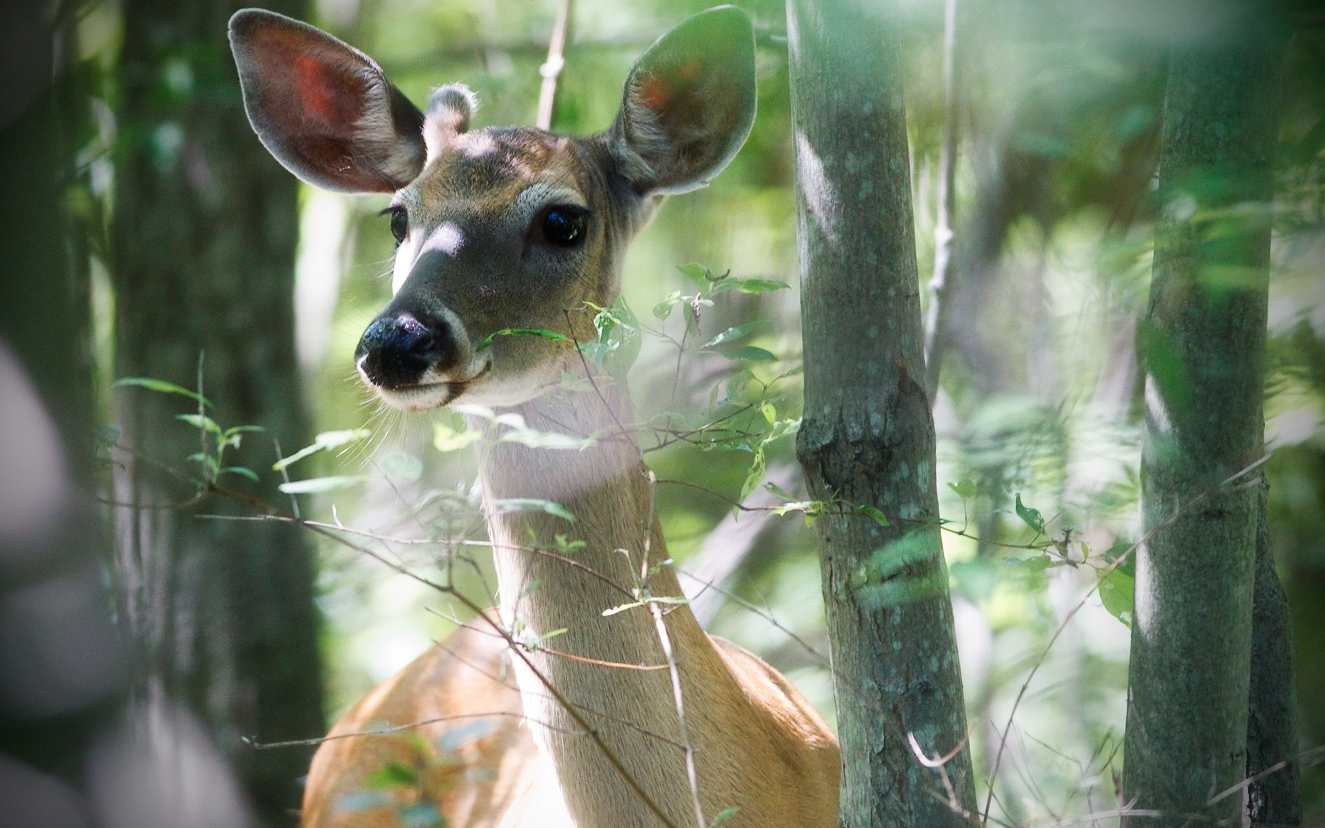 animals nature mammal wood animal wildlife deer cute wild grass zoo outdoors portrait head fur tree