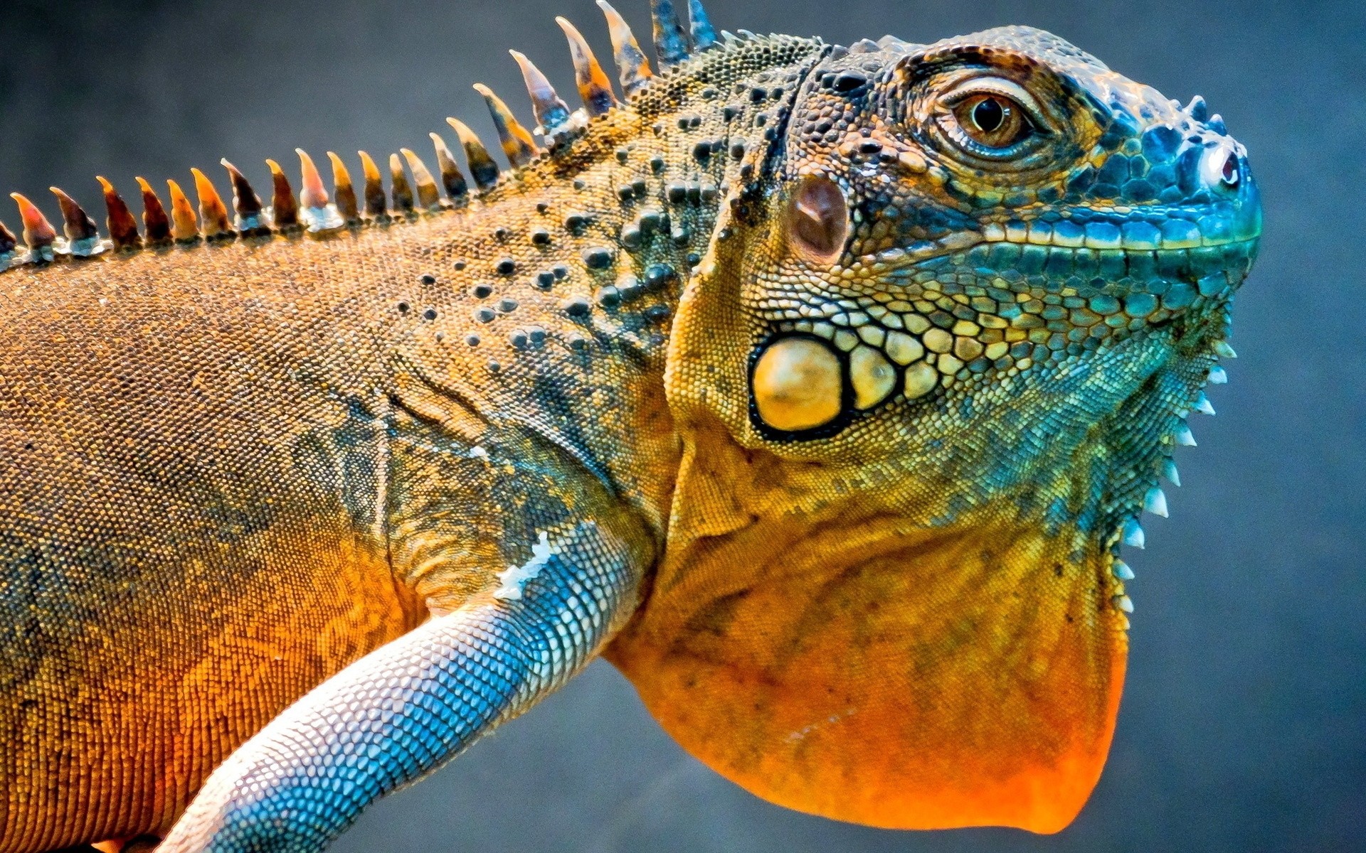 reptiles and frogs lizard reptile nature dragon animal wildlife tropical head scale vertebrate zoo pet dinosaur exotic wild color skin chameleon desktop iguana