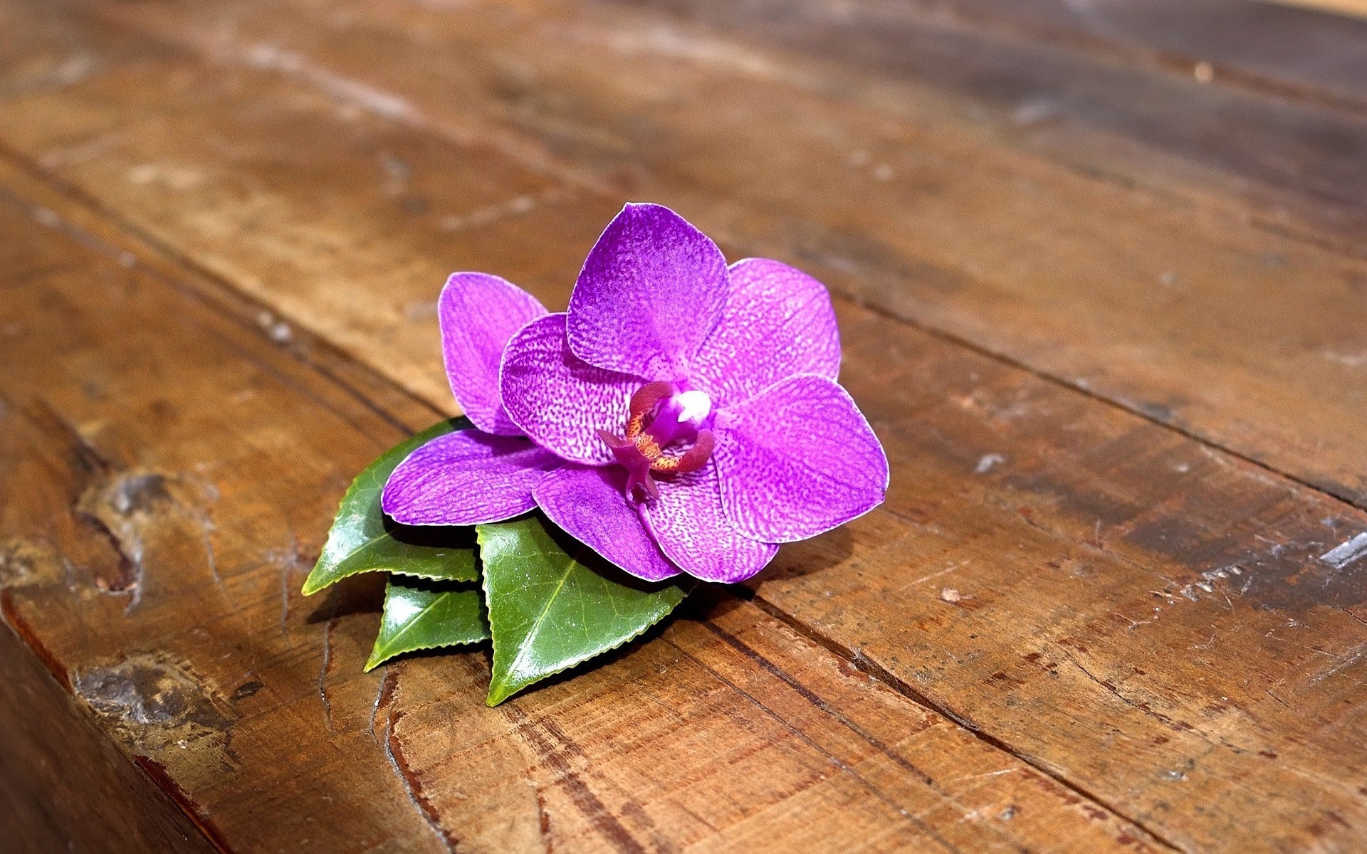 blumen blume natur flora blatt blütenblatt desktop farbe schließen schön zen tropisch garten blumen holz blühen hell orchidee