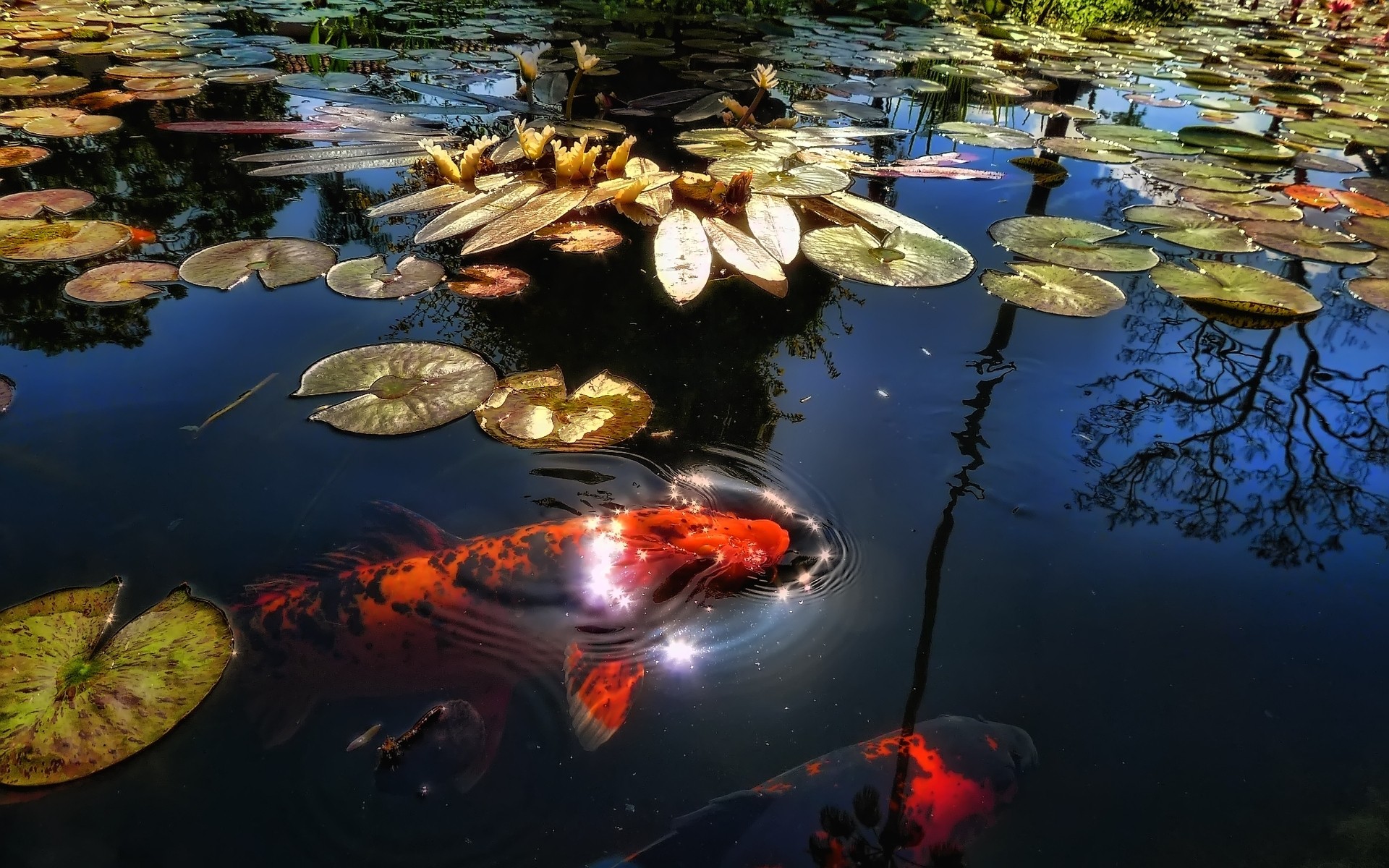 animaux marins eau poissons réflexion piscine rivière nature dehors lac voyage sous-marin natation zen paysage arrière-plan