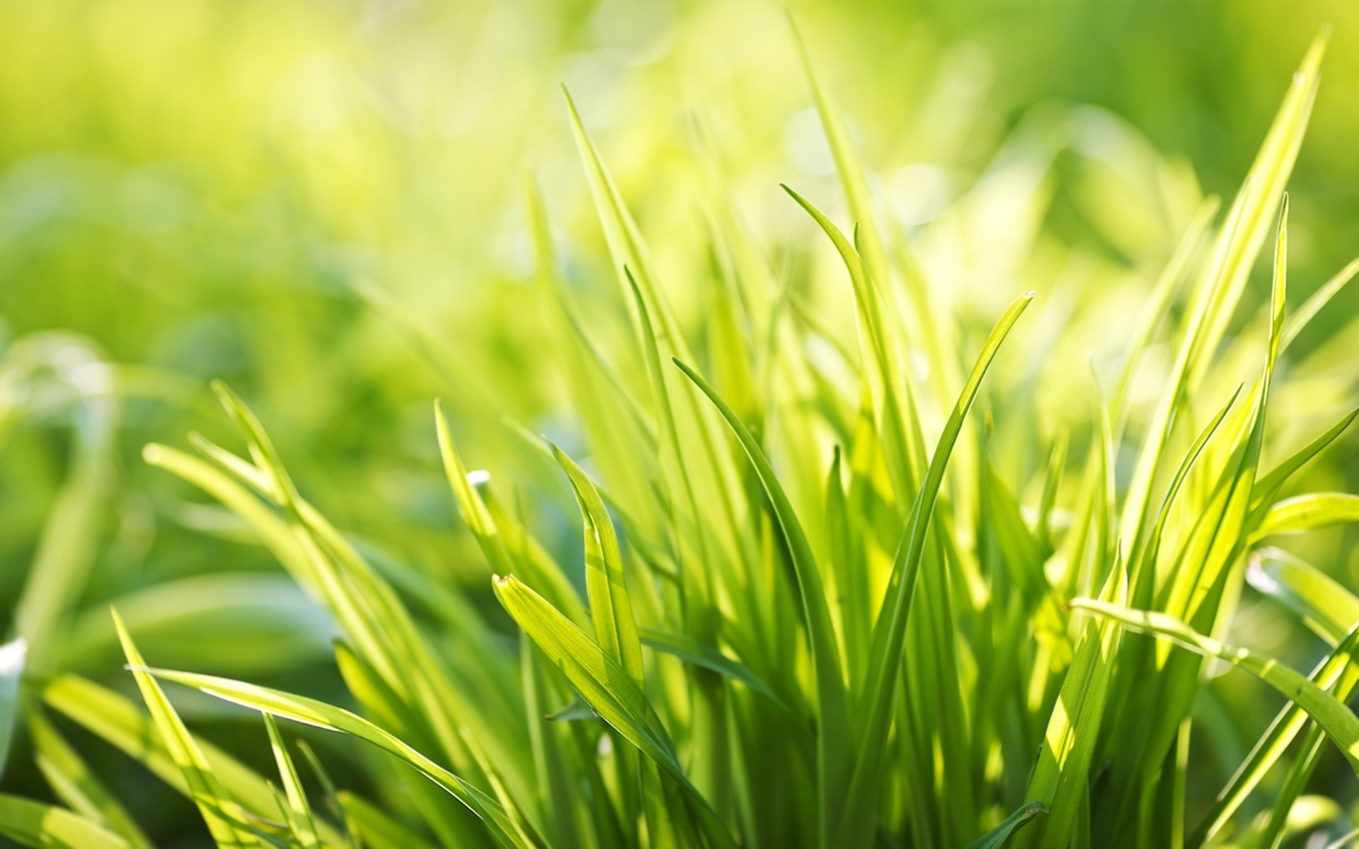 plantas hierba crecimiento hoja césped exuberante flora verano naturaleza jardín heno buen tiempo campo sol rocío medio ambiente ecología al aire libre hoja