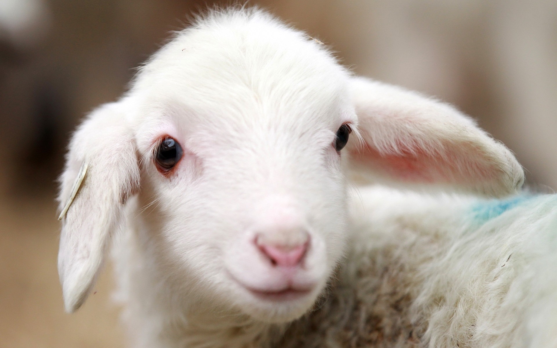 animals cute mammal animal portrait little fur nature young sheep wool lamb