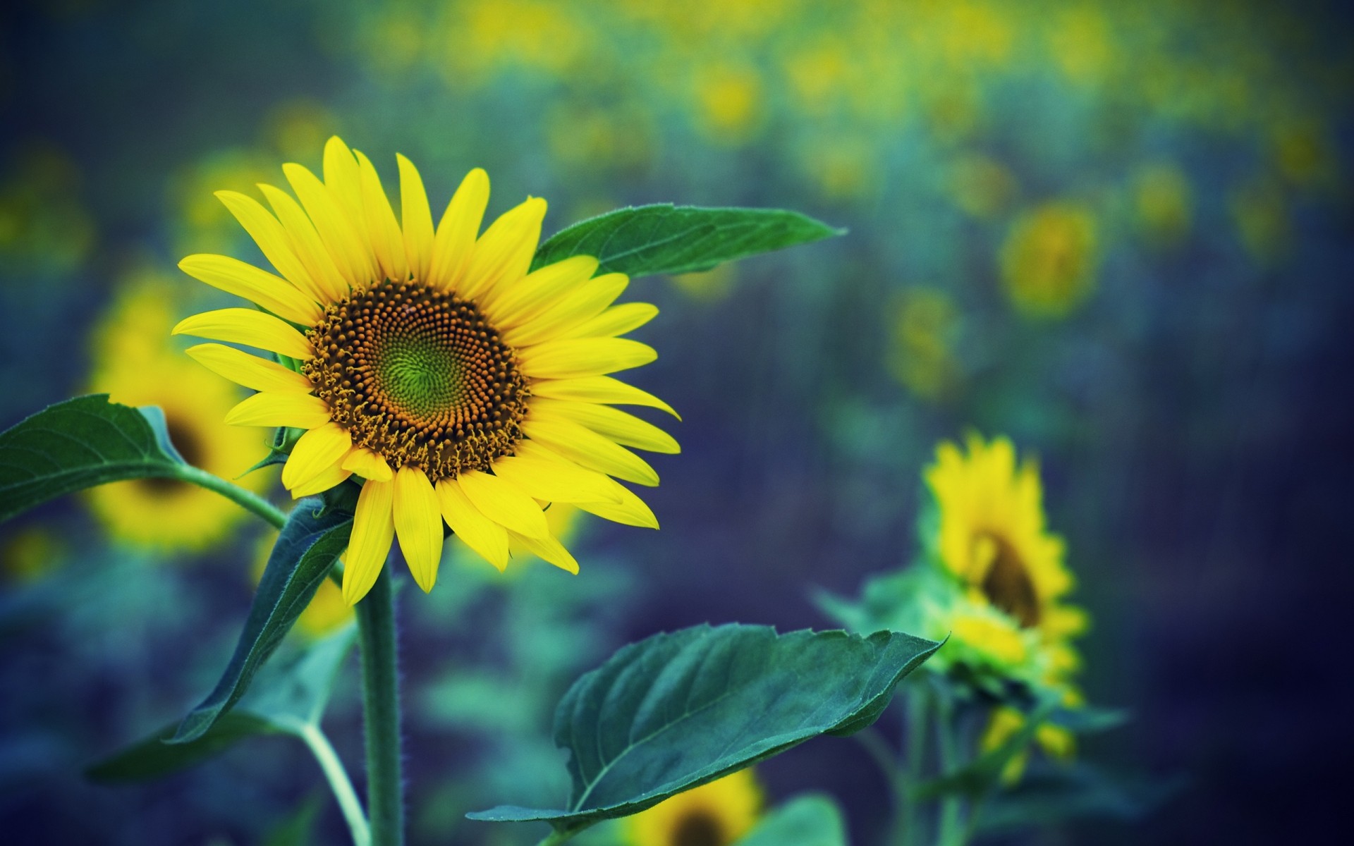 fleurs nature été feuille flore fleur tournesol croissance lumineux beau temps en plein air soleil couleur champ jardin