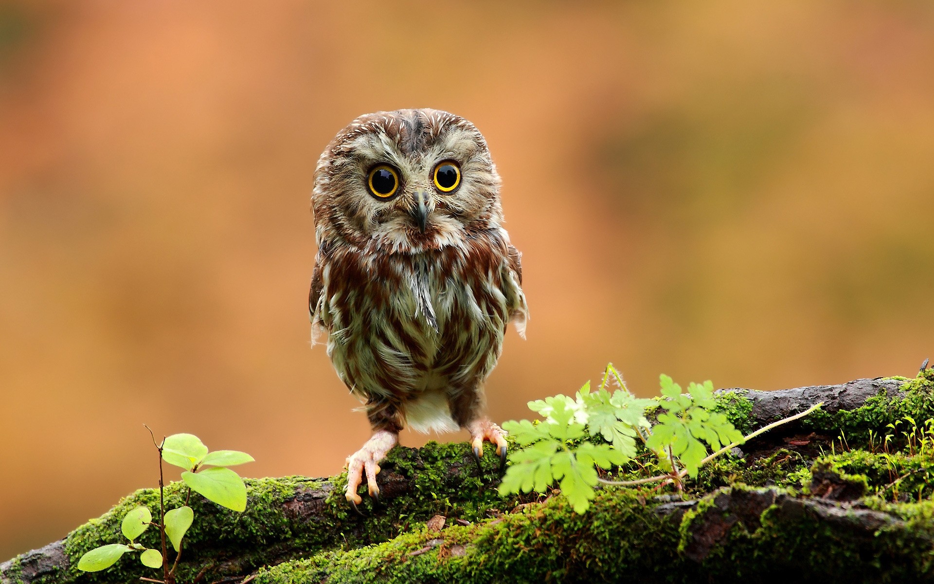 poussins la nature la faune oiseau sauvage animal hibou à l extérieur petit