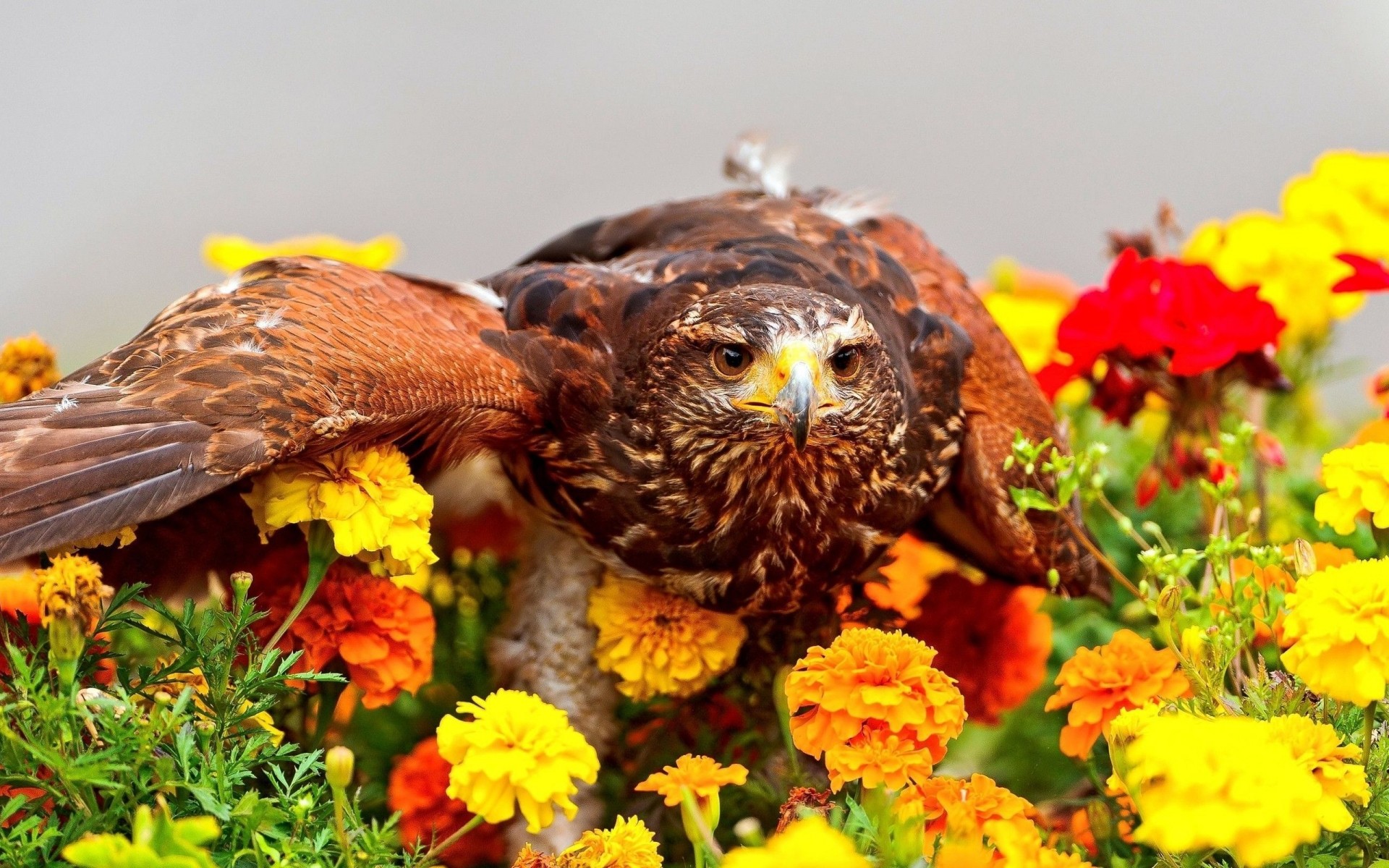 raubvögel natur vogel wildtiere wild