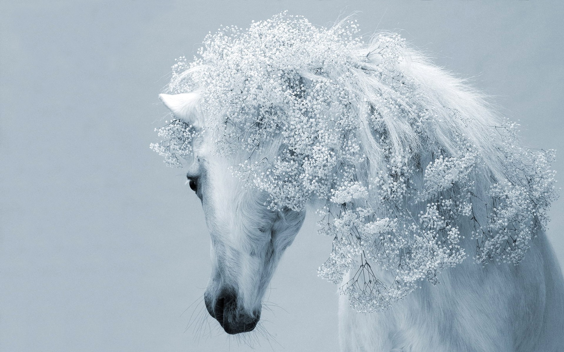 animaux neige hiver froid glace gel congelé nature givré paysage à l extérieur météo cheval