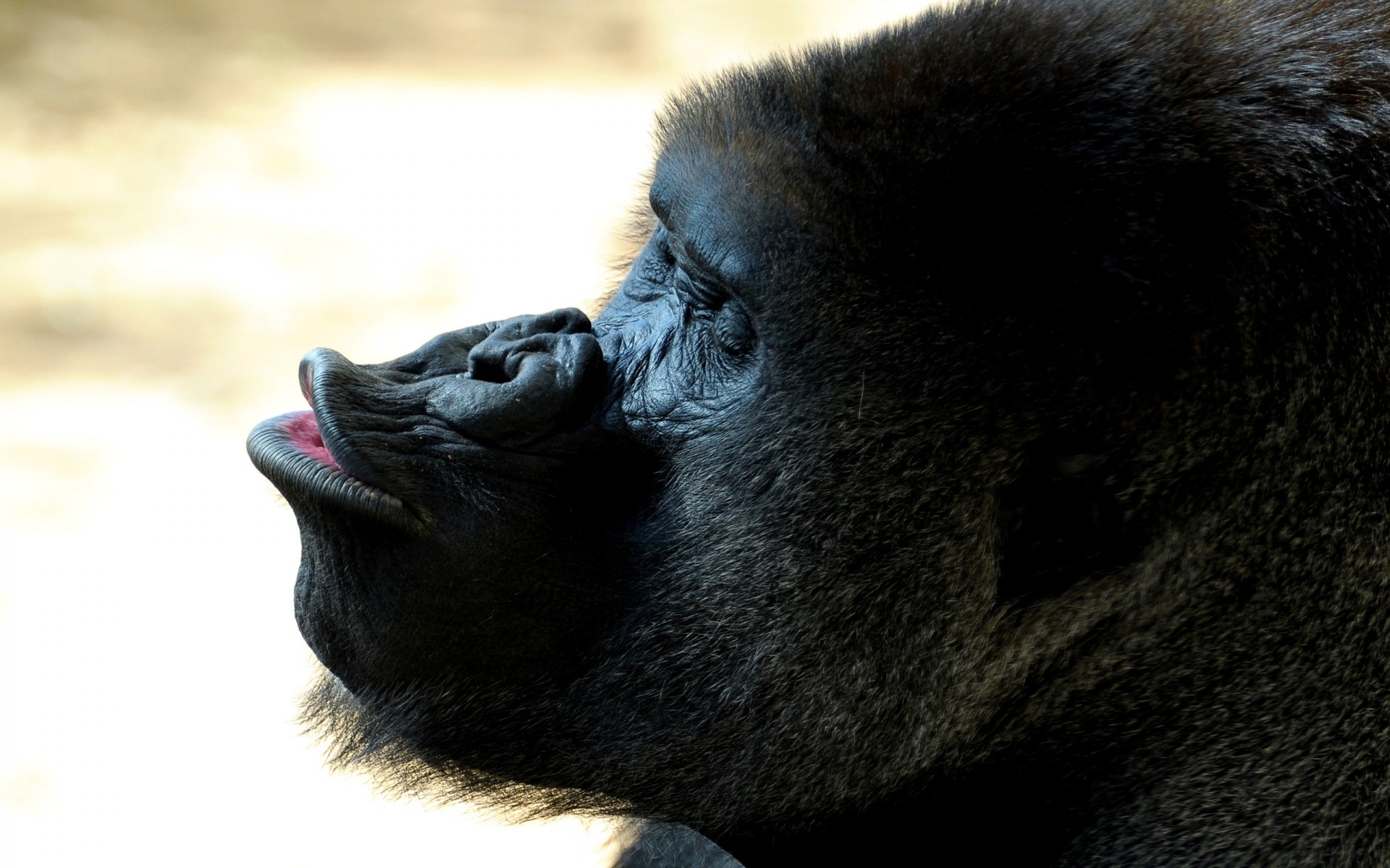 animales vida silvestre mamífero mono zoológico primado gruñido naturaleza retrato animal gorila piel salvaje