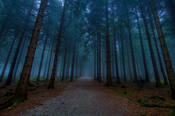 Trees in the forest at dawn