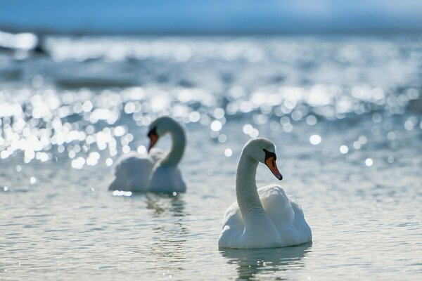 White swans swim in the water