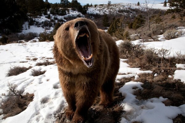 O urso abriu a boca