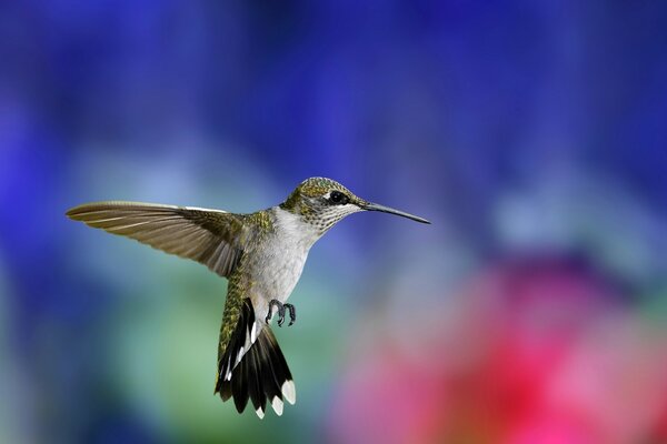 Colibri planant dans les airs dans l espoir d attraper des proies