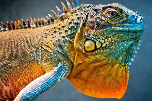 Portrait of a reptile in bright colors