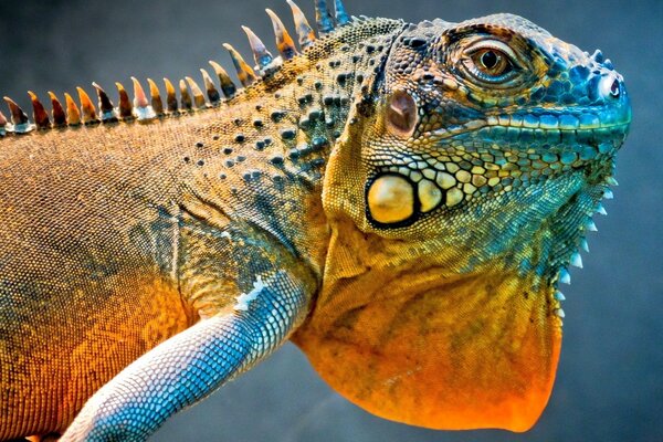 Portrait d un reptile aux couleurs vives