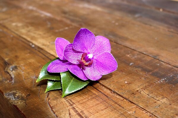 Pequena flor com roxo e pétalas