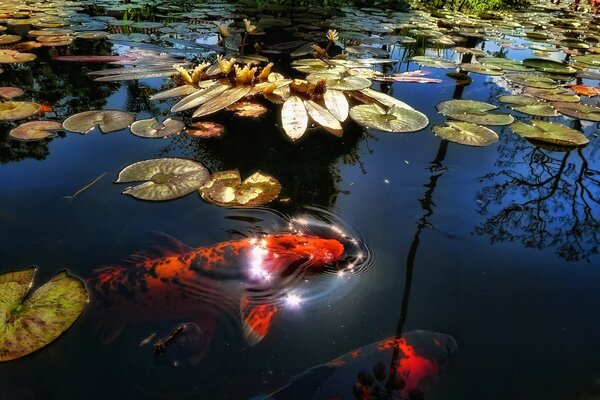 Nenúfares, vida marinha, reflexão